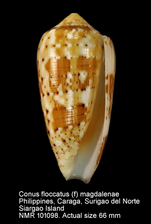 Conus floccatus (f) magdalenae.jpg - Conus floccatus (f) magdalenae Kiener,1847